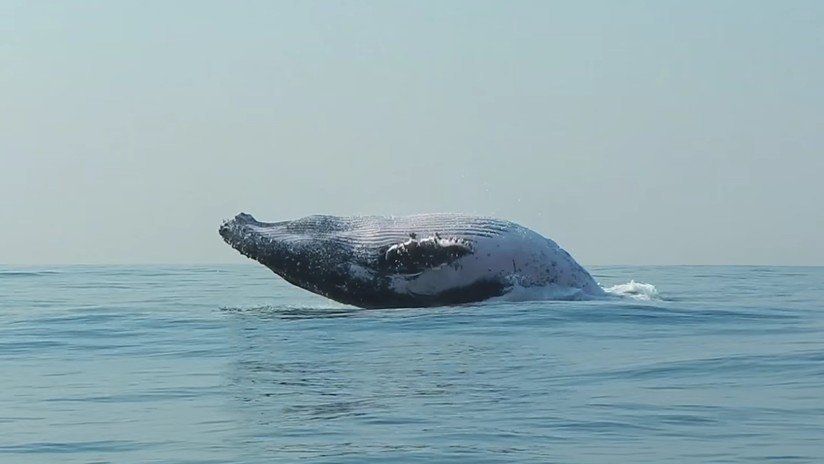 Una ballena de 40 toneladas saltó del océano como un delfín