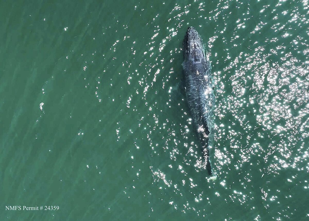 El descubrimiento se realizó mediante un dron. El descubrimiento se realizó mediante un dron.