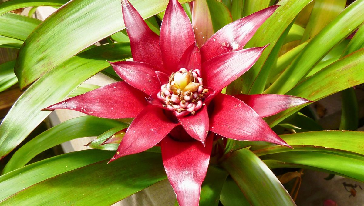 Una planta de flores rojas y hermosas Una planta de flores rojas y hermosas