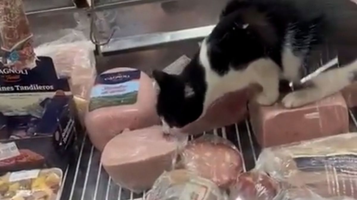 Se hizo el banquete. Video: un gato fue grabado mientras comía jamón en una fiambrería.