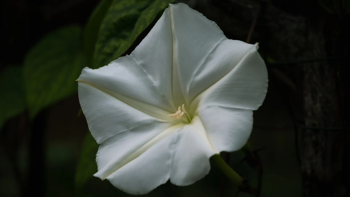 La planta trepadora que se puede cultivar en maceta y llena de perfume el jardín
