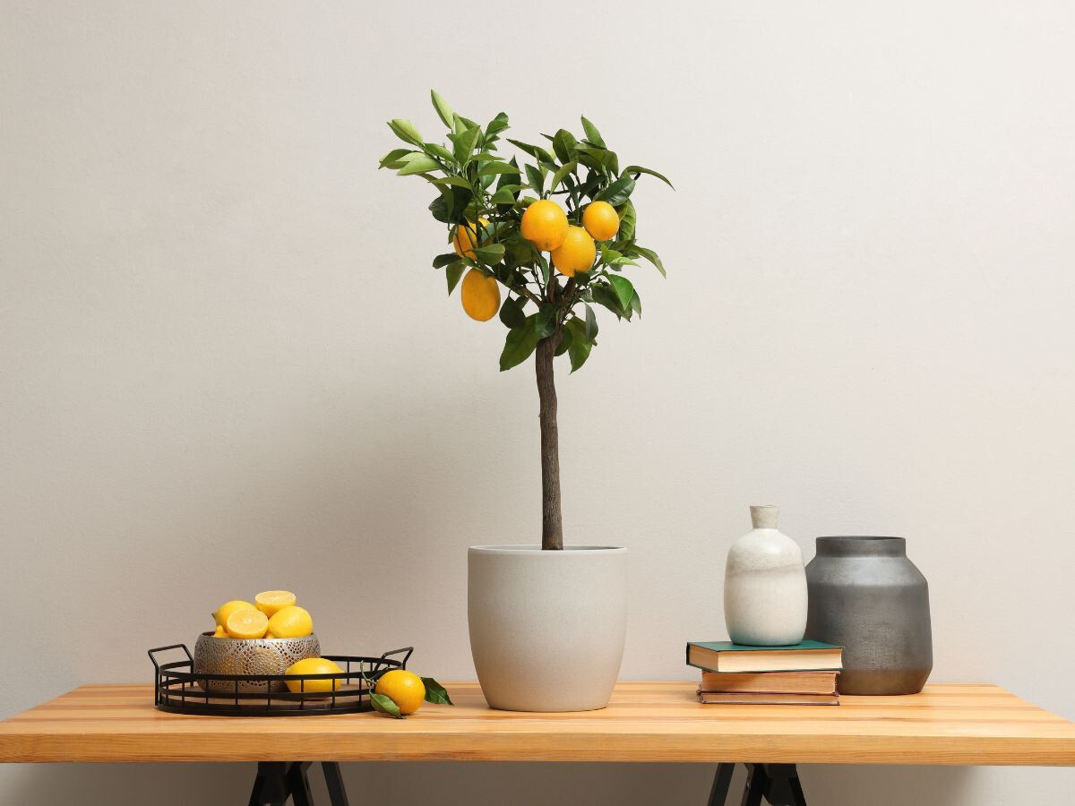 Ya sea que lo tengas en maceta o en tierra, podar tu limonero de manera correcta es clave para que crezca sano, fuerte y lleno de limones. Ya sea que lo tengas en maceta o en tierra, podar tu limonero de manera correcta es clave para que crezca sano, fuerte y lleno de limones.