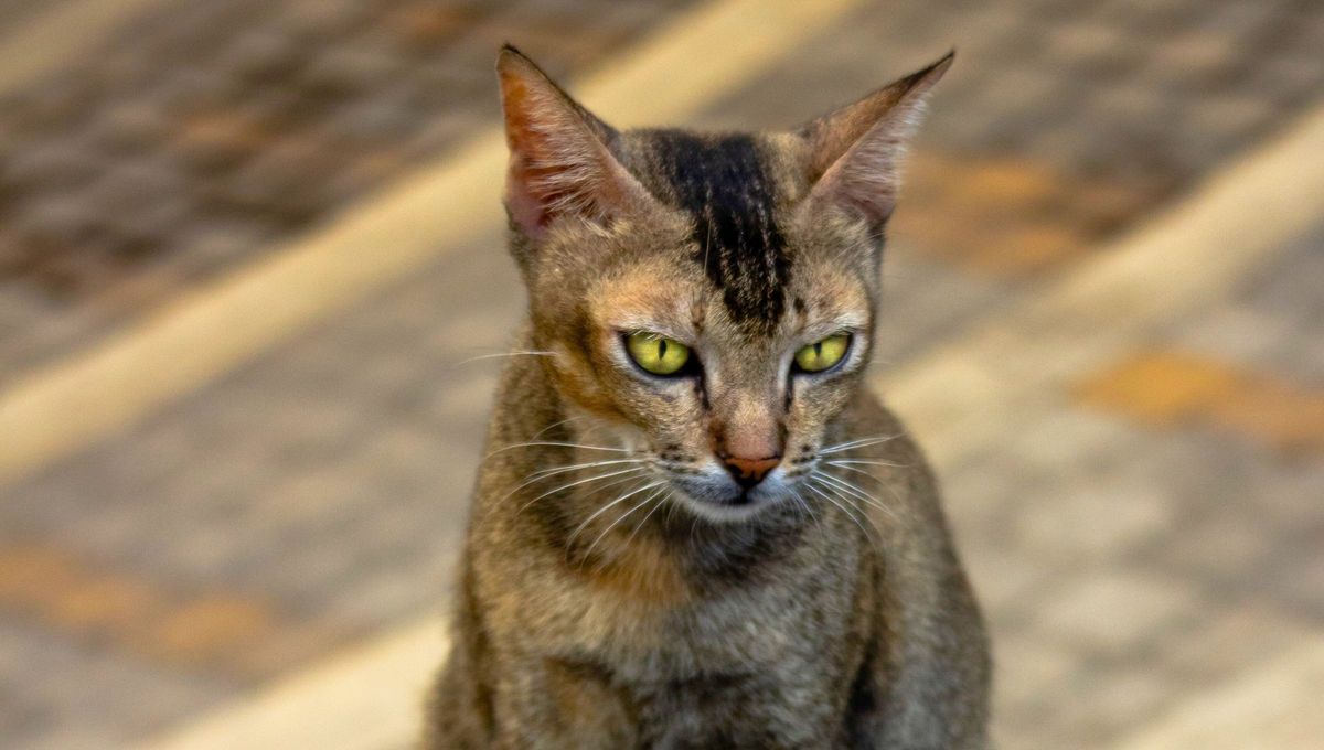 Raza de gato Ceilán. Raza de gato Ceilán.