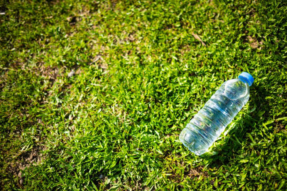 Este truco te ayudará a potenciar el crecimiento del árbol de palta. Este truco te ayudará a potenciar el crecimiento del árbol de palta.