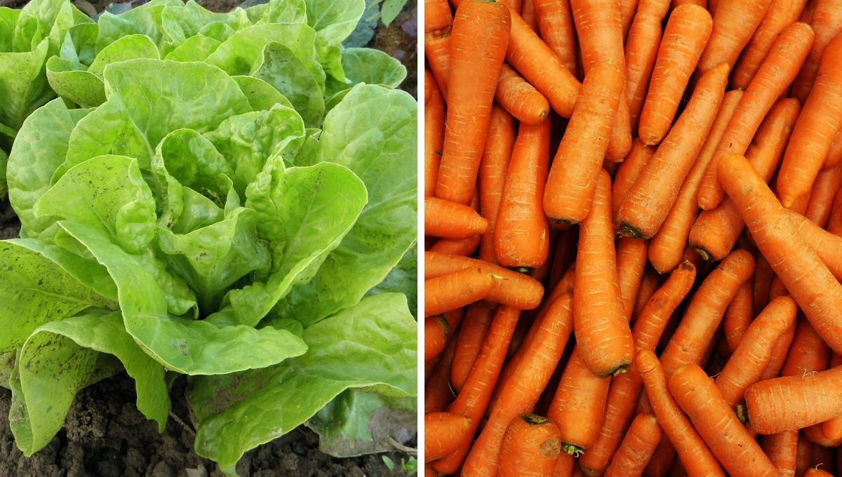 Lechuga y zanahoria. Lechuga y zanahoria. 