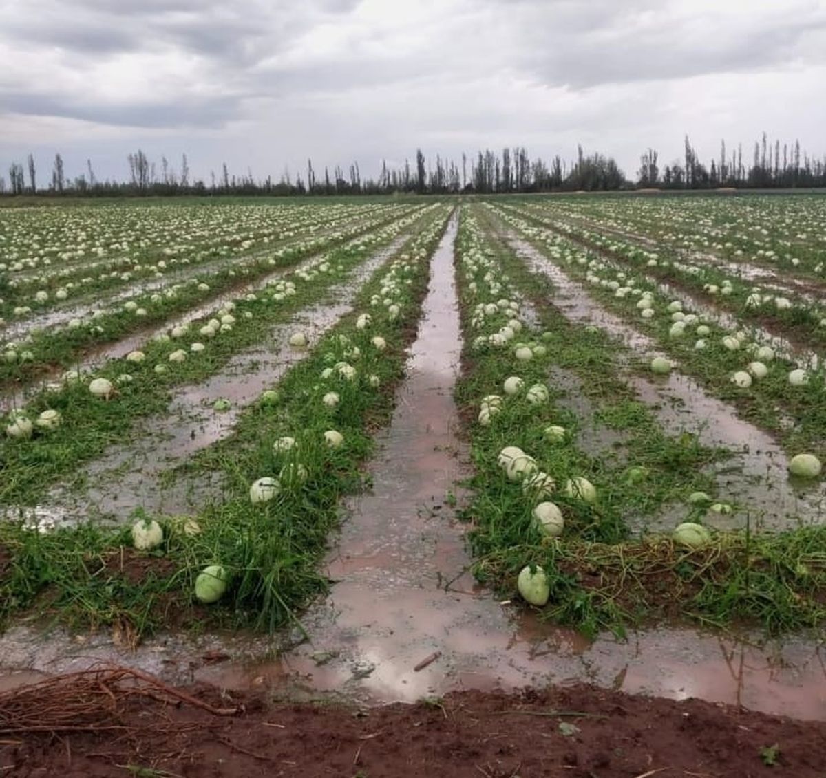 Un campo de melones destruido en Lavalle tras la tormenta que el 28 de febrero.