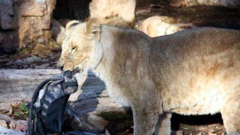 Un hombre quedó en grave estado tras ser atacado por un grupo de leonas en un zoológico