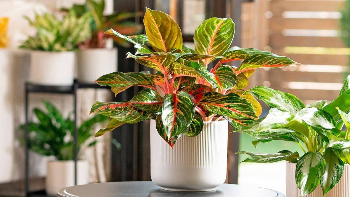 Plantas: la opción más colorida y fácil de cuidar para principiantes Plantas: la opción más colorida y fácil de cuidar para principiantes