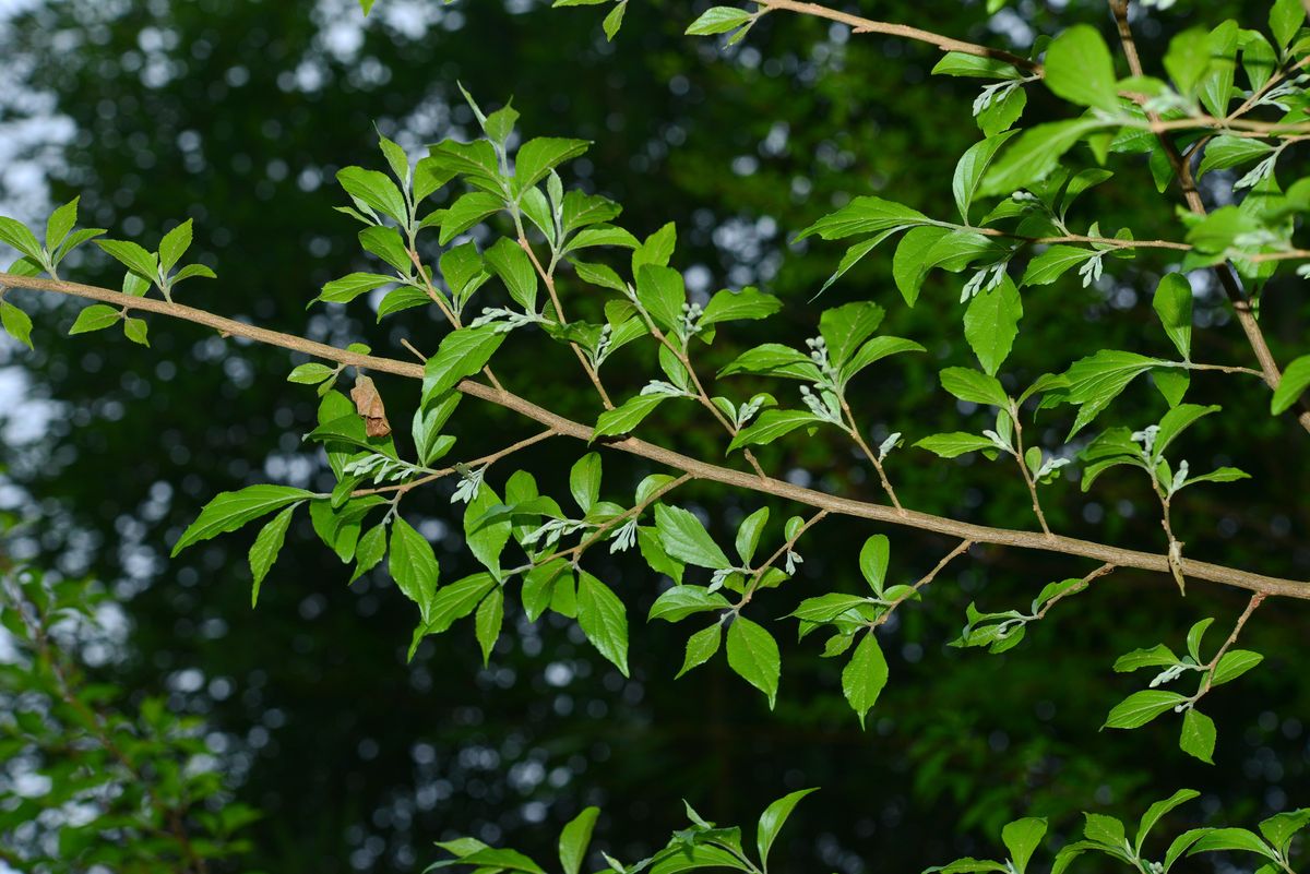 Este &aacute;rbol puede crecer hasta 20 metros si se adapta bien al entorno.