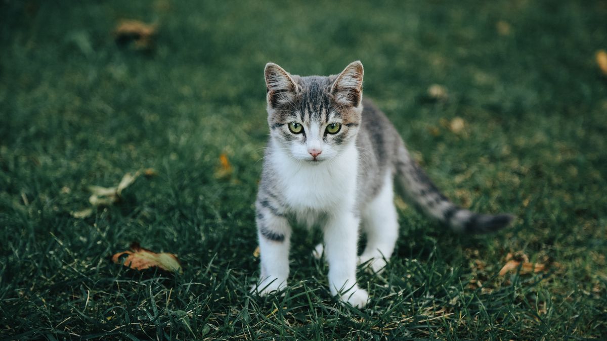 Por qué los gatos caen siempre en cuatro patas