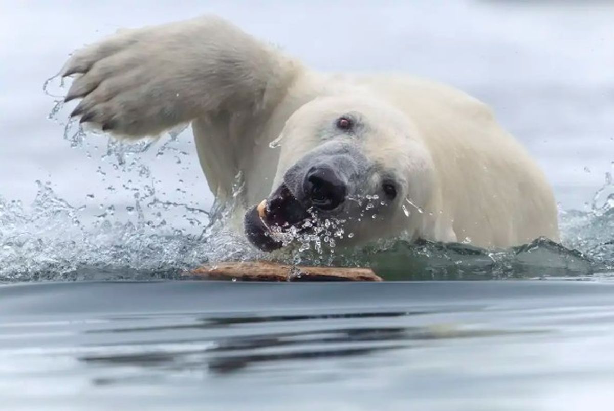 Tom Nickels alcanzó a capturar esta hermosa foto. Tom Nickels alcanzó a capturar esta hermosa foto.