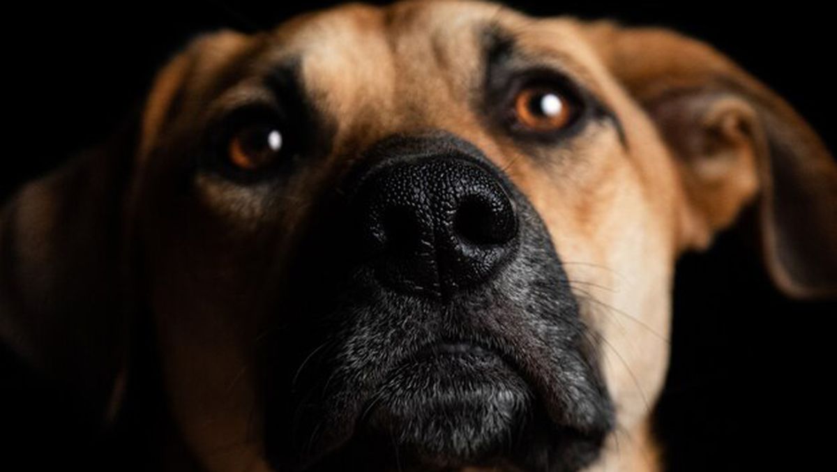 El limón suele ser muy bueno para adiestrar a los perros para que no hagan sus necesidades dentro del hogar. El limón suele ser muy bueno para adiestrar a los perros para que no hagan sus necesidades dentro del hogar.