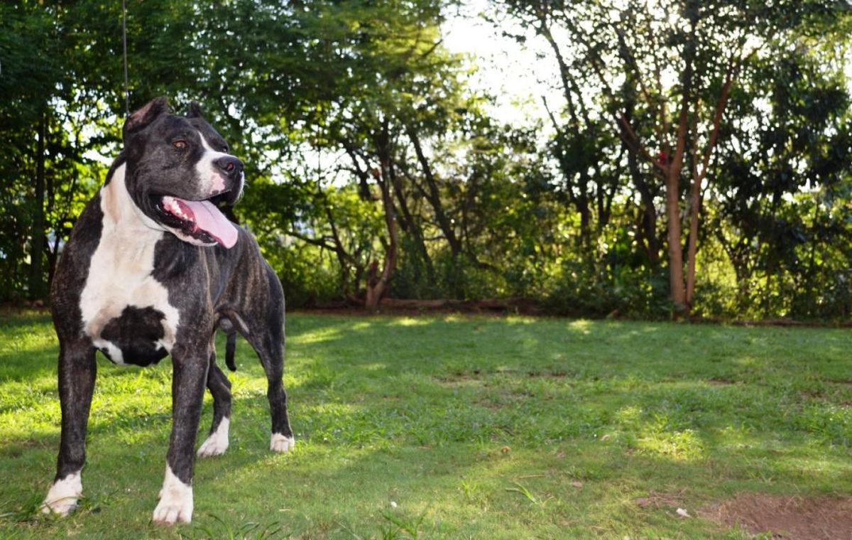 Sin piedad. Un policía mató a un perro de un disparo y también amenazó a sus dueños. Sin piedad. Un policía mató a un perro de un disparo y también amenazó a sus dueños. 