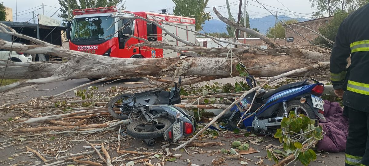 Un hombre murió y otro quedó gravemente herido por la caída de un árbol en Las Heras, lo que ocurrió producto del fuerte viento. Imagen: Ministerio de Seguridad.