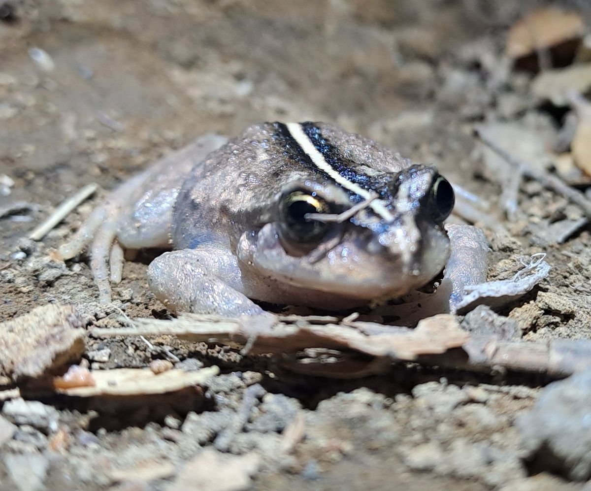 Sorprendente descubrimiento en Chile: una rara especie animal después de 130 años Sorprendente descubrimiento en Chile: una rara especie animal después de 130 años