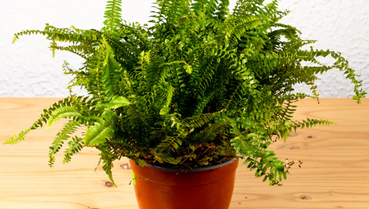 Por qué tener un helecho en casa: el poderoso beneficio del Feng Shui