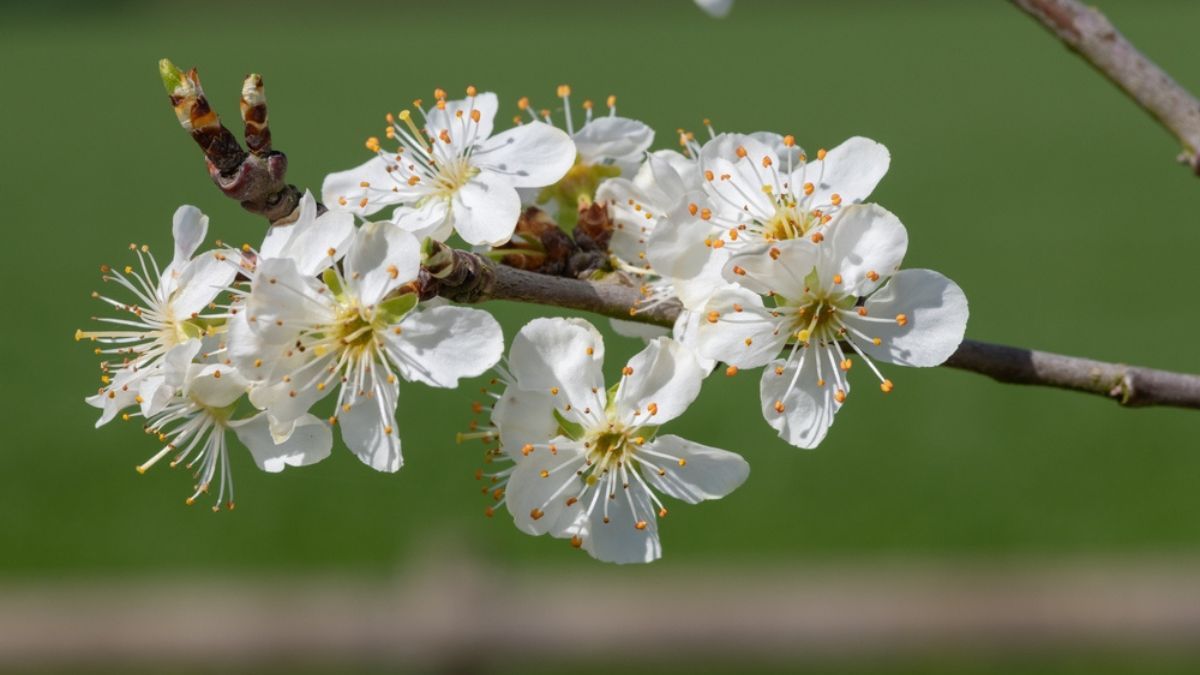 El mejor árbol frutal para tu jardín: sus raíces no rompen el suelo, es fácil de cuidar y florece en invierno