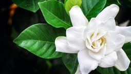 La mayor parte de los jazmines son ideales para vestir muros, pérgolas o cualquier otro soporte. La mayor parte de los jazmines son ideales para vestir muros, pérgolas o cualquier otro soporte.