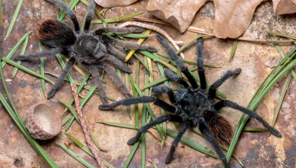 El descubrimiento de una nueva especie de araña que sorprende a los científicos El descubrimiento de una nueva especie de araña que sorprende a los científicos