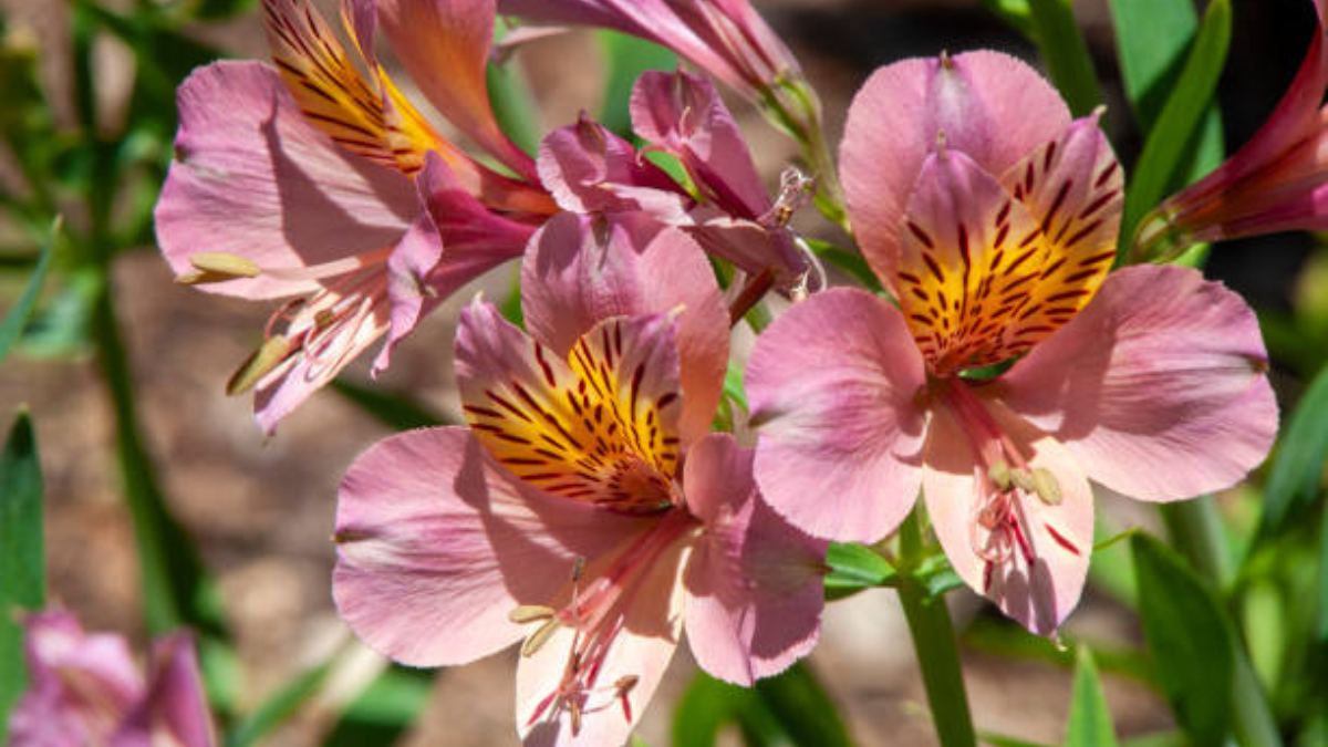 Esta flor llenará de vida tu hogar.