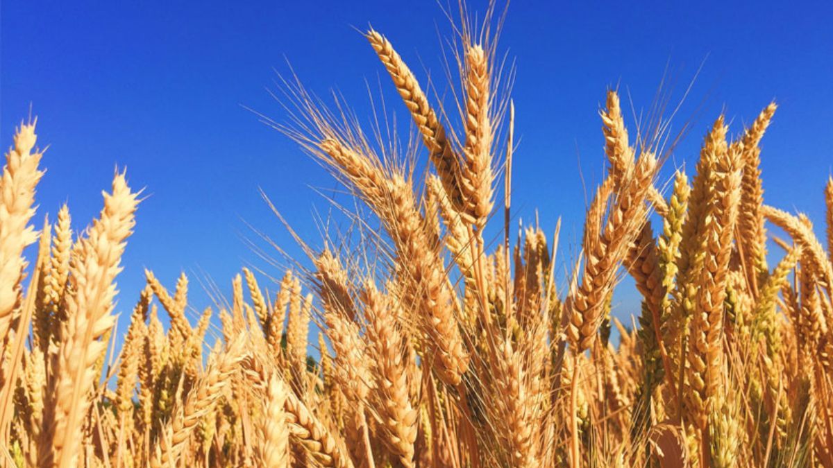 La tecnología creada en Argentina que cambió la agricultura del mundo