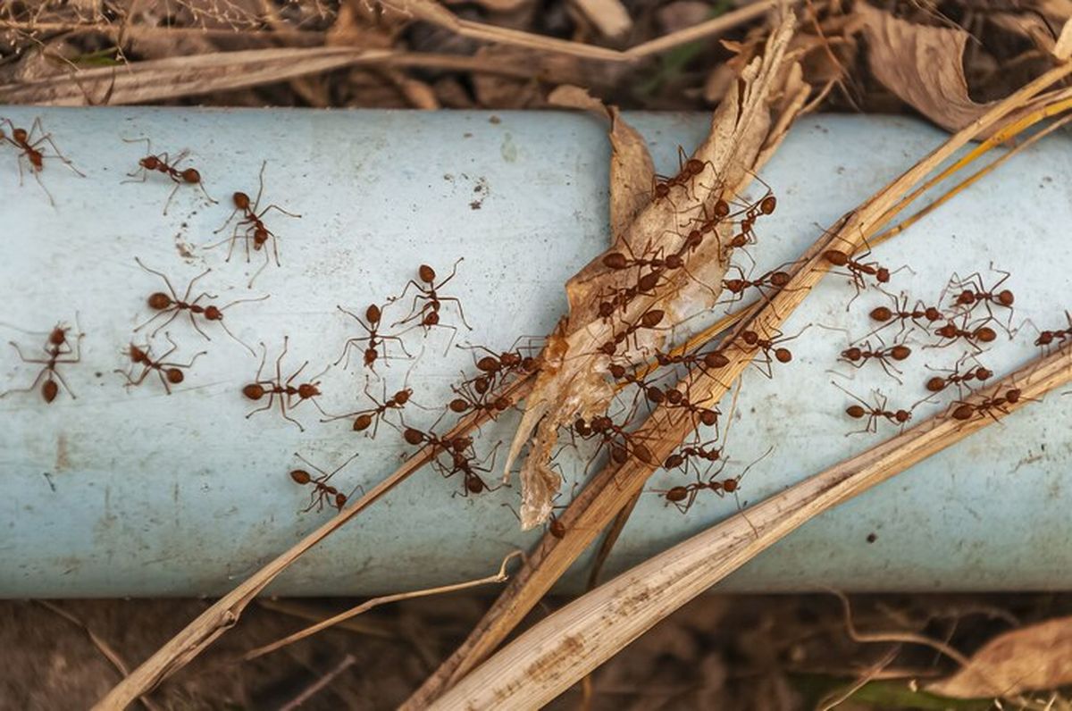 Existe un truco casero para eliminar las hormigas del jardín