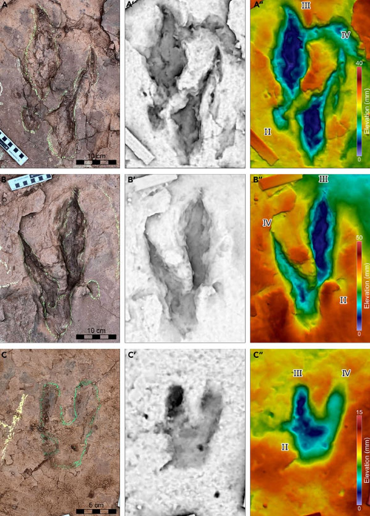 Las huellas fosilizadas que prueban el descubrimiento. Las huellas fosilizadas que prueban el descubrimiento.