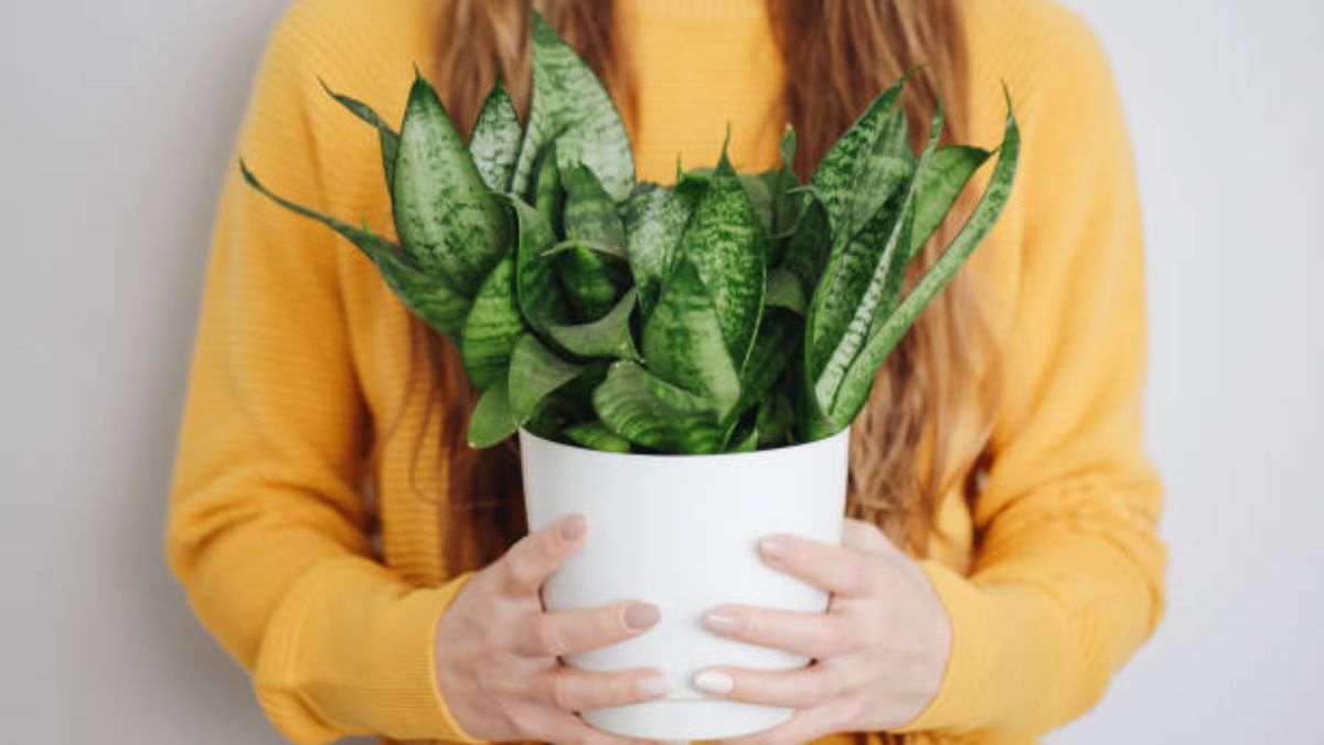 Lo dice la NASA: la sansevieria no es la única planta que purifica el aire. Lo dice la NASA: la sansevieria no es la única planta que purifica el aire.