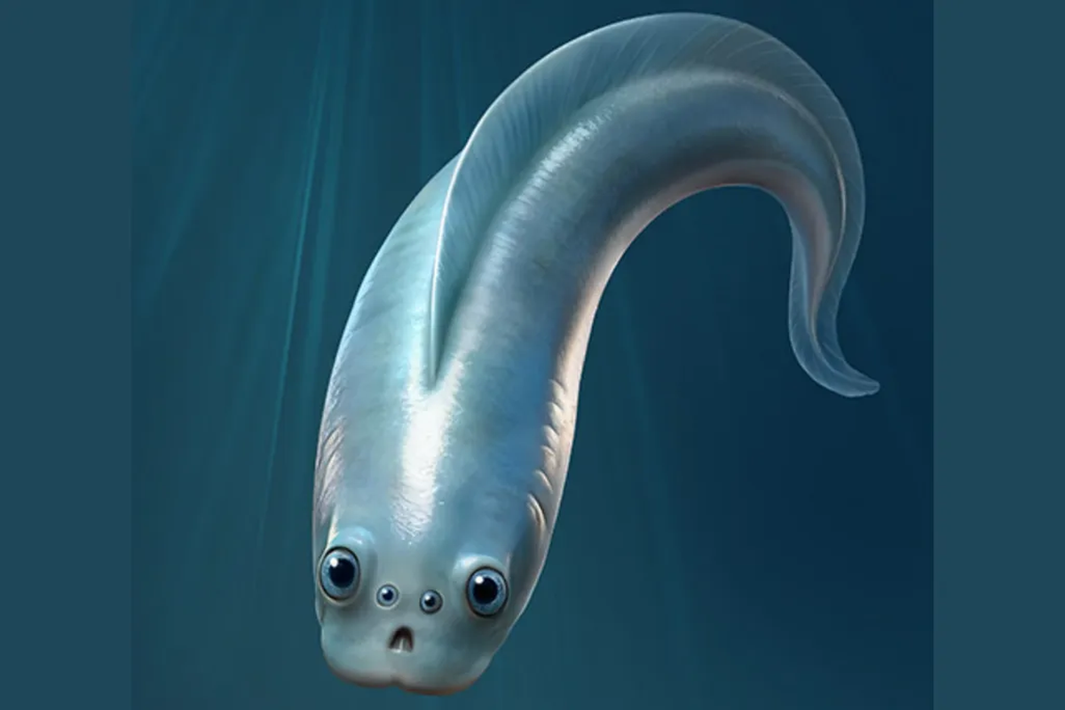 Así se veía uno de los primeros vertebrados, según el estudio.