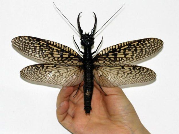 El insecto de agua más grande del mundo