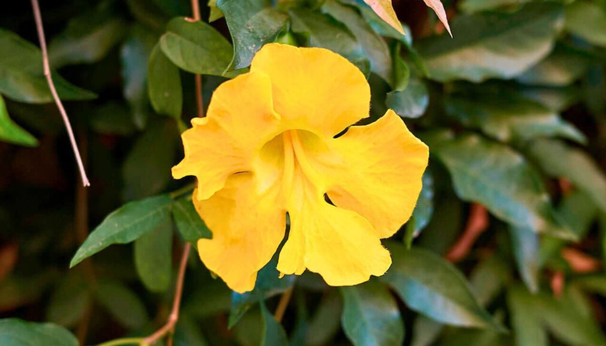 Esta planta es de rápido crecimiento. Imagen: Freepik