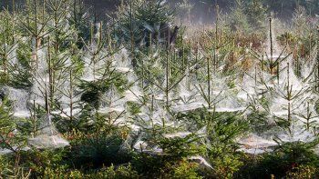 Un bosque se convirtió en una película de terror tras una invasión de orugas