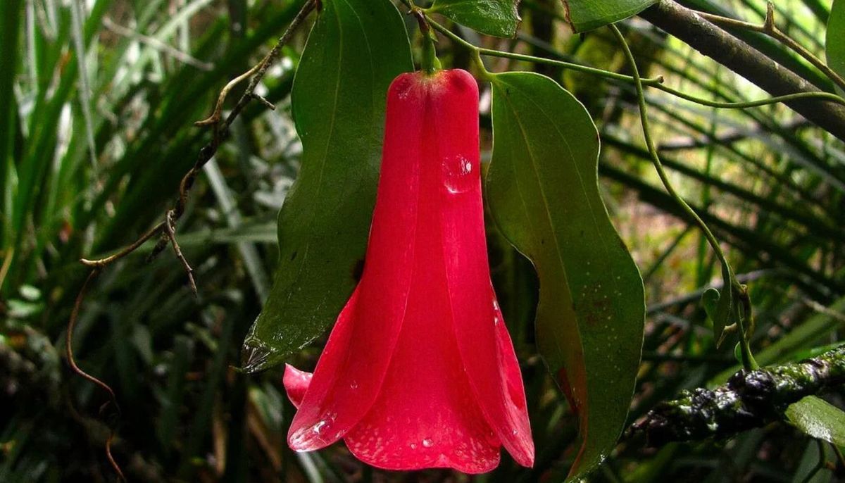 Ahora puede estar en tu jard&iacute;n si lo deseas. &nbsp;