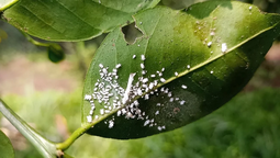Dile adiós a la cochinilla de tus plantas con este simple truco casero