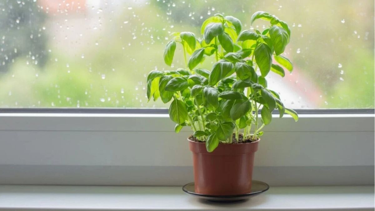 Qué Significa Dormir Con Una Hoja De Albahaca Debajo De La Almohada