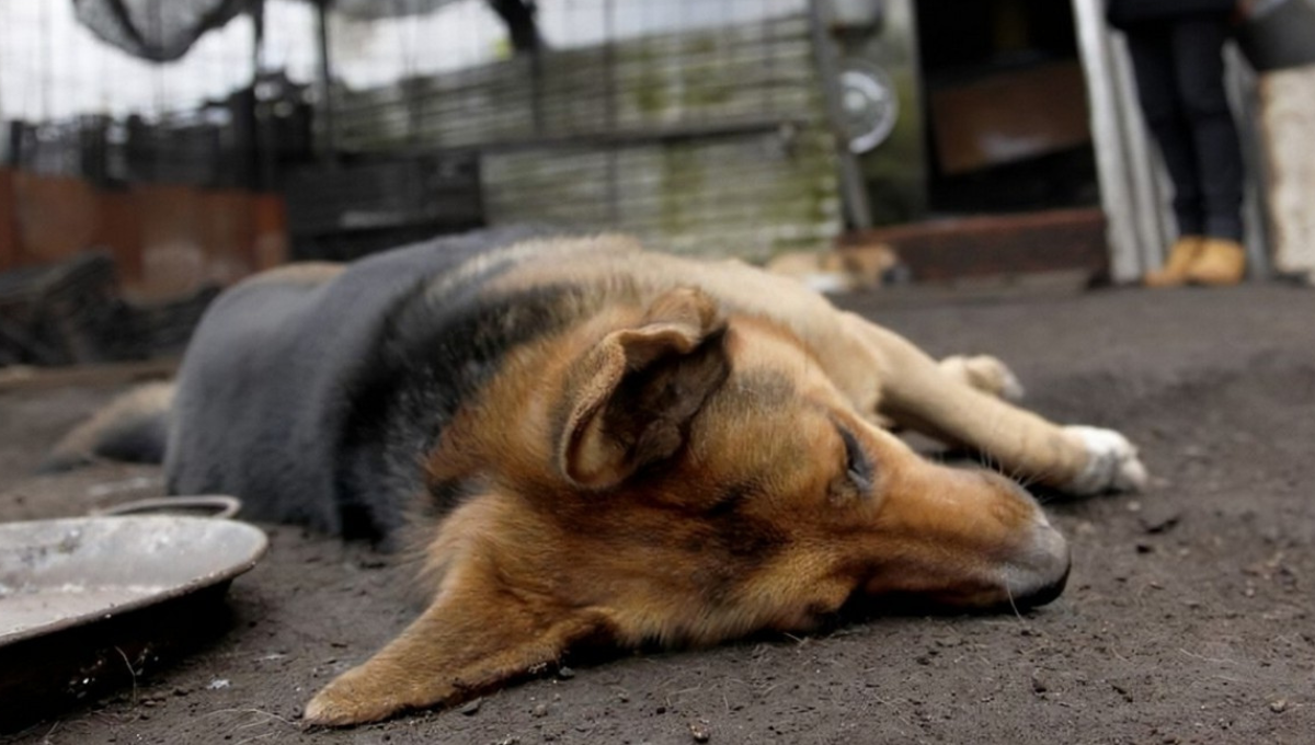 Ojo veterinario: qué hacer si mi perro fue envenenado y cómo darme cuenta