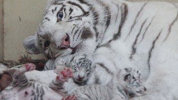 Nacieron 4 leones blancos y 3 tigres blancos en un zoo de Polonia