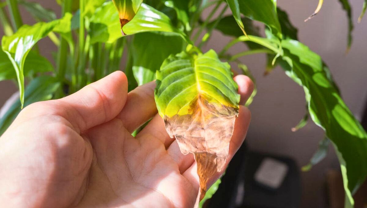 Por qué se secan las puntas de las hojas en algunas plantas