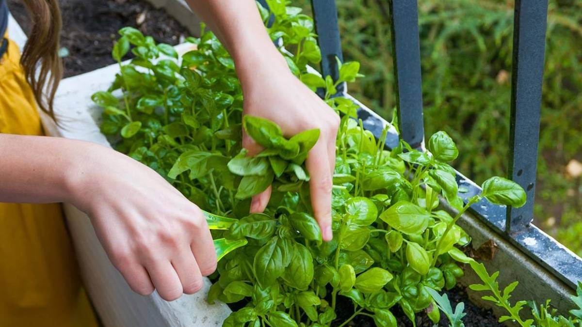Pon atención al riego, la poda y las temperaturas si quieres que tu planta de albahaca crezca sana y fuerte. Pon atención al riego, la poda y las temperaturas si quieres que tu planta de albahaca crezca sana y fuerte.