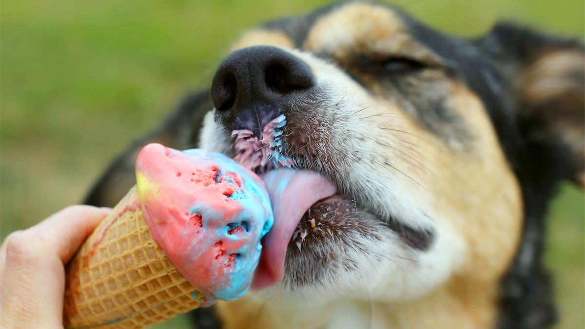 Los perros no deberían tomar helado, por recomendación de los expertos en mascotas.