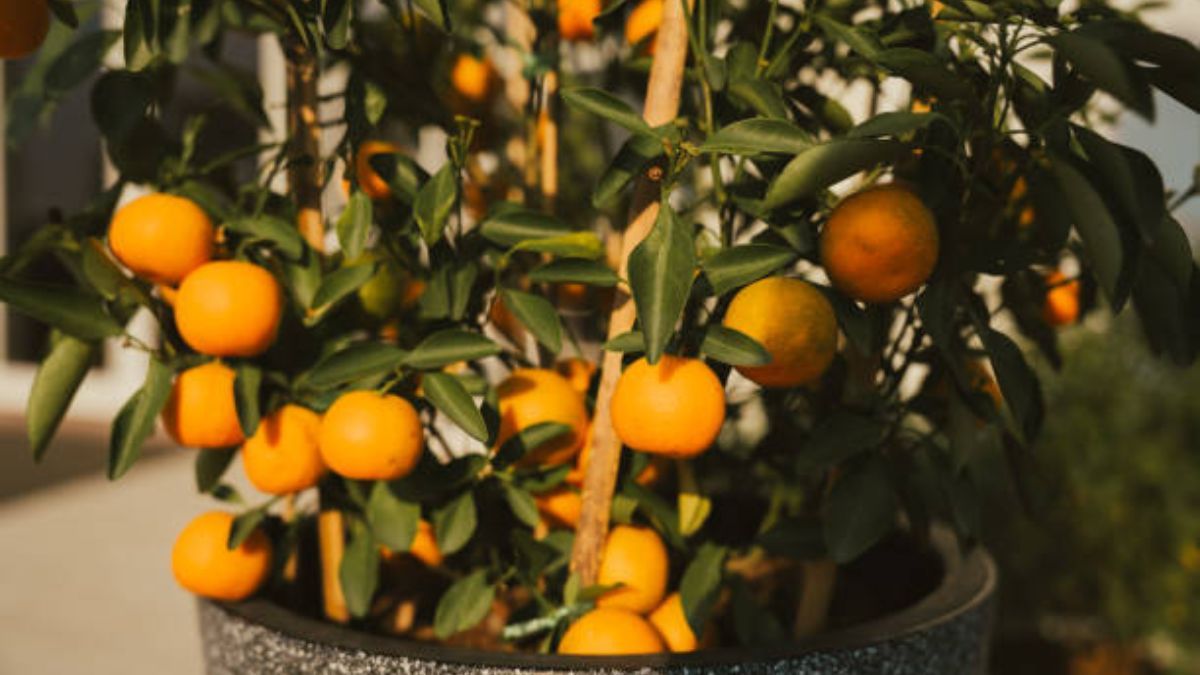 Lo que debes hacer con tu árbol de mandarina en maceta durante el verano para tener una cosecha abundante en 2026