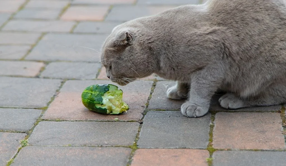 El pepino puede ser un alimento muy beneficioso para los gatos. El pepino puede ser un alimento muy beneficioso para los gatos. 