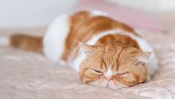 Mascotas: Qué significa que un gato duerma contra tus pies