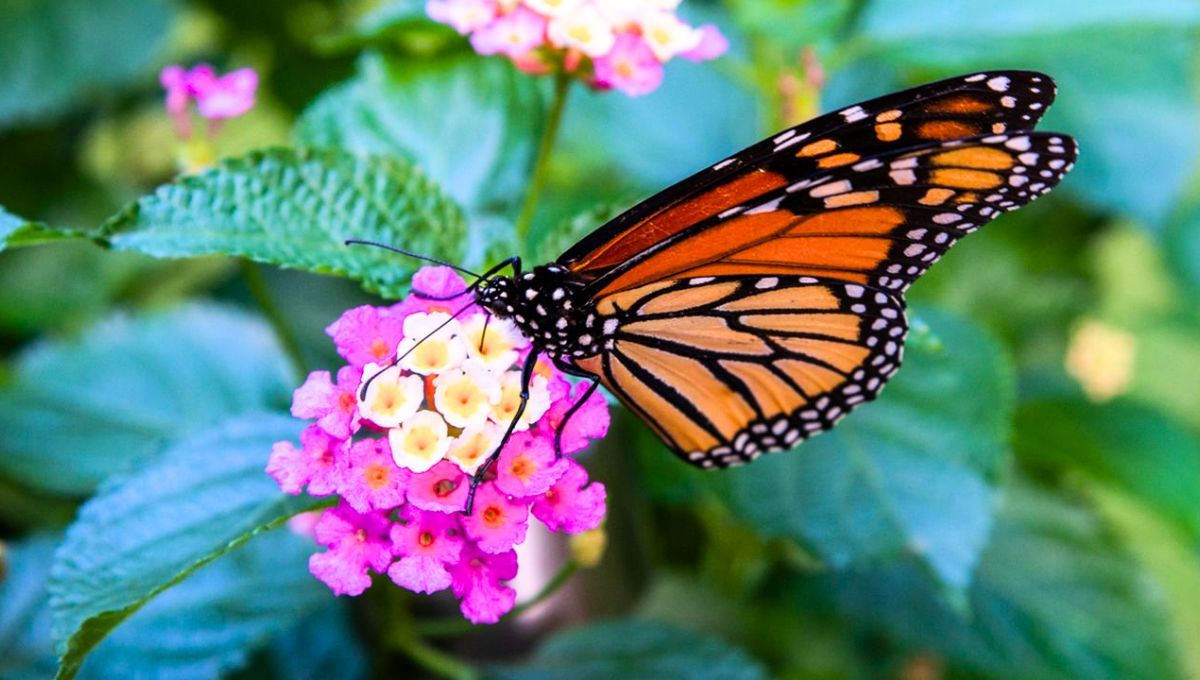 La presencia de mariposas en tu jardín trae una serie de grandes beneficios