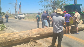 La muerte de un hombre destapó que existen casi 300 árboles con riesgo de caer en Maipú
