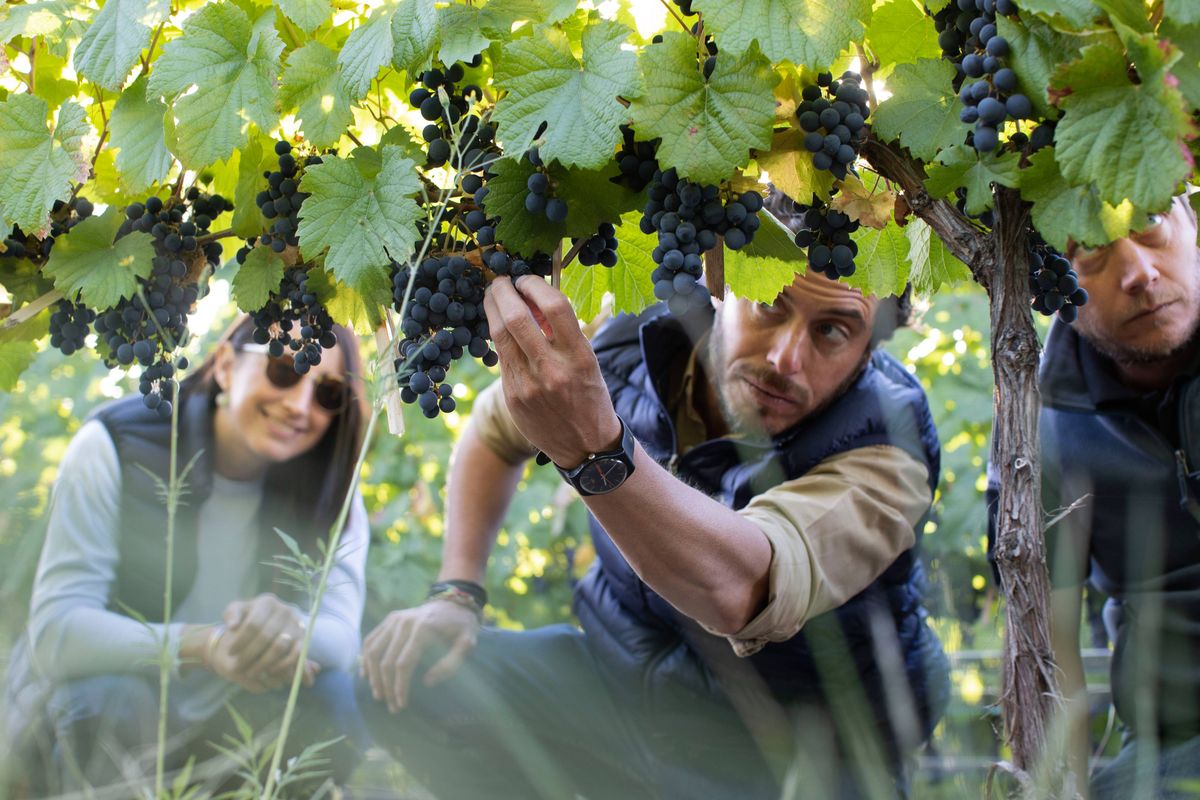 Sebastián Zuccardi es ingeniero agrónomo y winemaker de los vinos de su bodega familiar. También hace los vermuts de La Fuerza. Sebastián Zuccardi es ingeniero agrónomo y winemaker de los vinos de su bodega familiar. También hace los vermuts de La Fuerza.