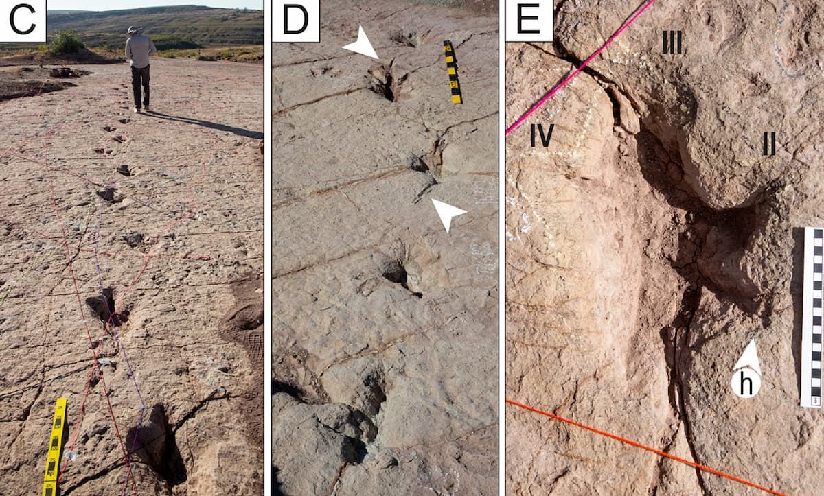 Así se ven las huellas encontradas. Así se ven las huellas encontradas.