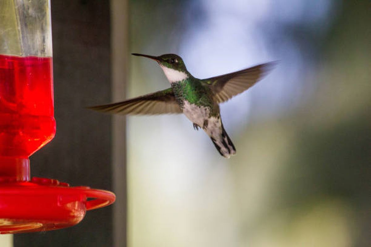 Especialistas recomiendan envolver el comedero en papel aluminio. Especialistas recomiendan envolver el comedero en papel aluminio.