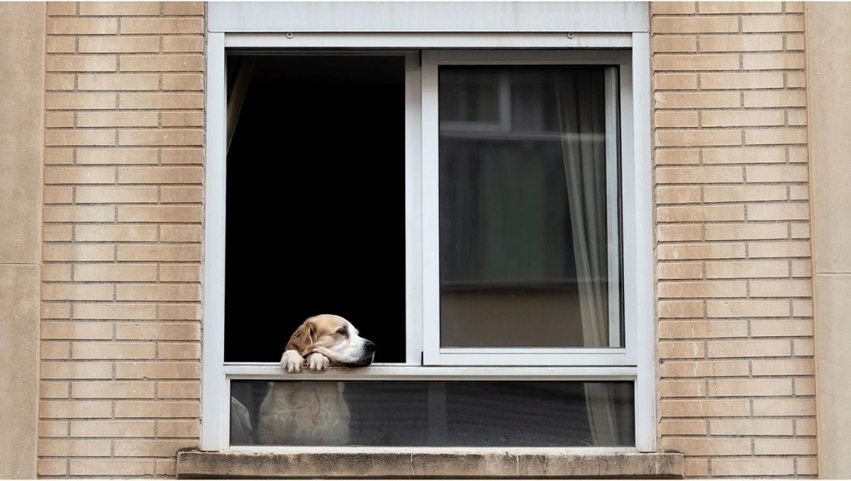 Hay consorcios que no permiten mascotas. Los alquileres pet friendly son pocos, aunque la tendencia va en alza.