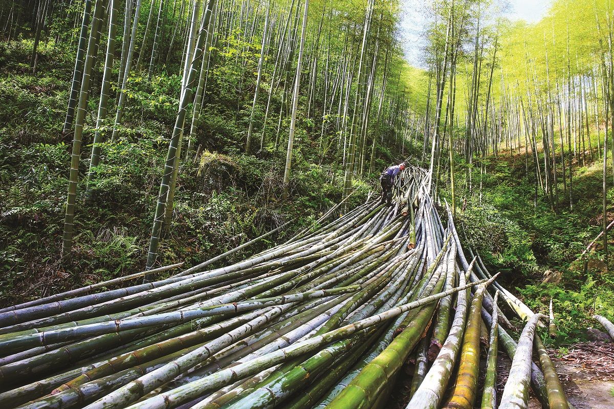 Un trabajador forestal tala árboles de bambú en Anji, provincia de Zhejiang. PARA USO DE CHINA DAILY